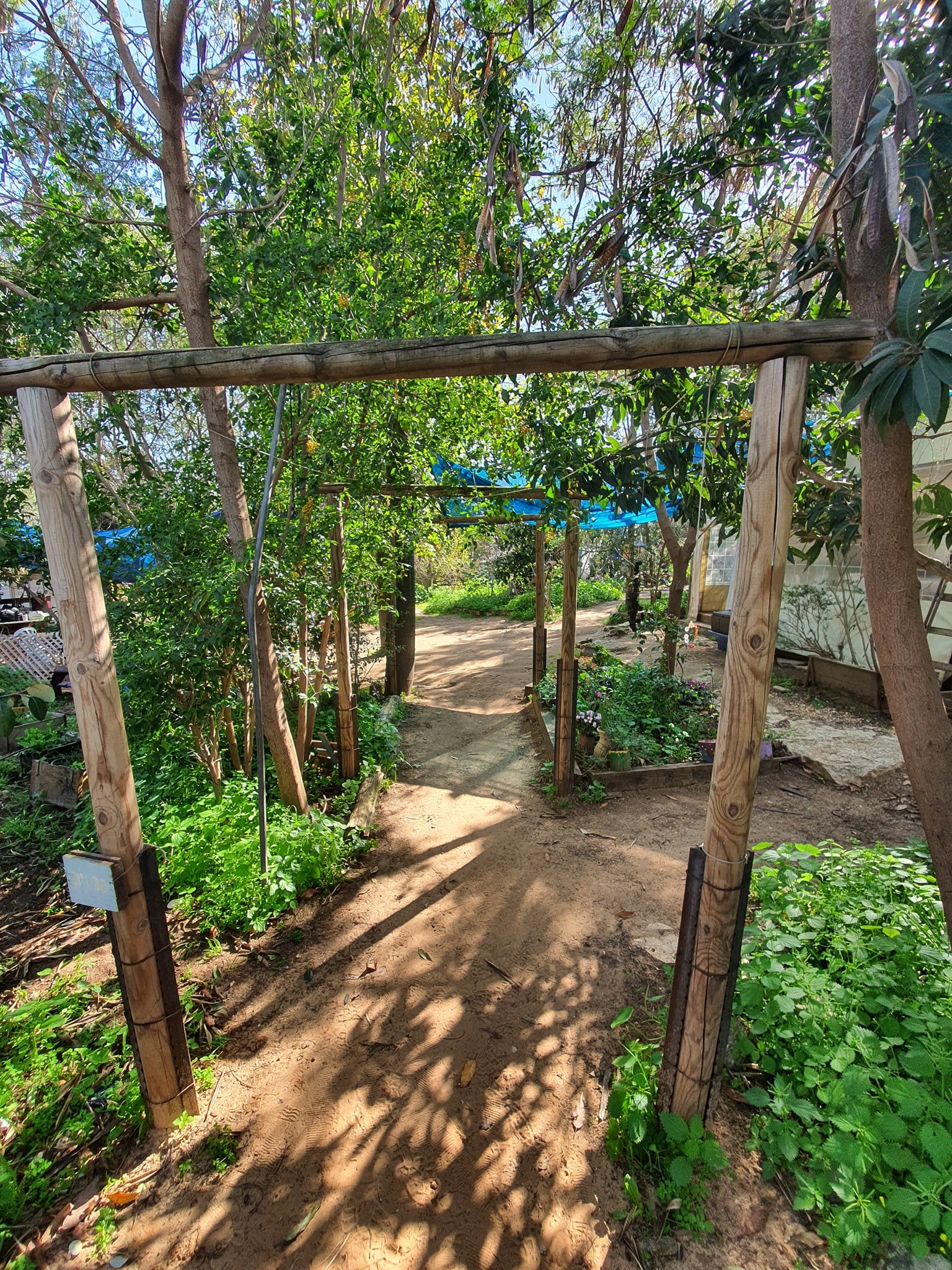 סדנת פיצה בחוות יבולים